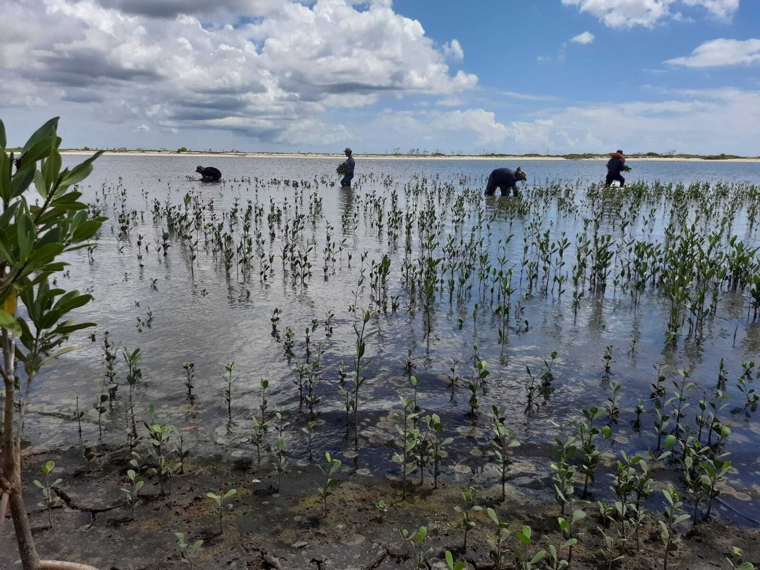 Brazil Mangrove Restoration